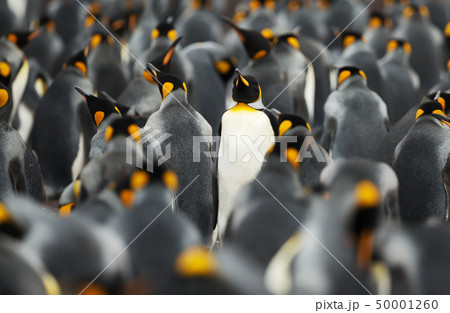 King penguins at Volunteer point, Falklands King penguins at Volunteer point, Falklands 50001260