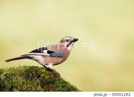 Eurasian Jay perched on a mossy tree trunk Eurasian Jay perched on a mossy tree trunk 50001262