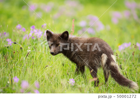 Arctic fox in the meadow in summer 50001272