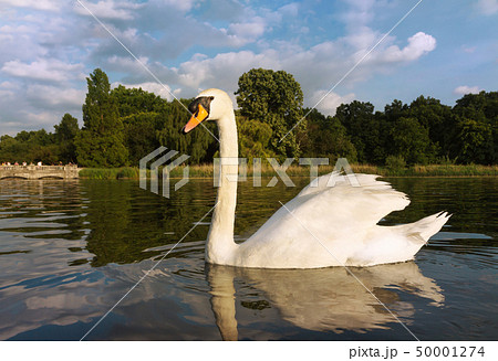 Close up of a Mute swan swimming in a lake 50001274