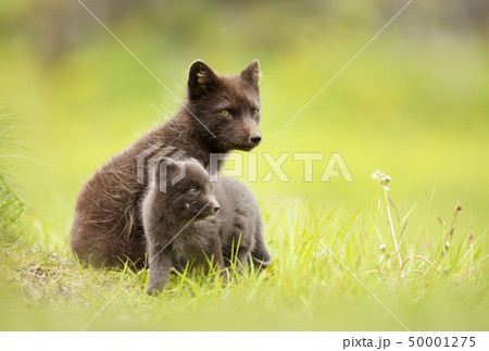 Arctic fox with a cub in summer 50001275