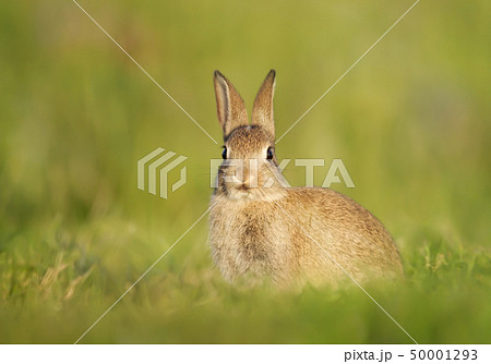 Close up of European Rabbit sitting in the grass Close up of European Rabbit sitting in the grass 50001293