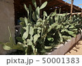 サボテン 50001383
