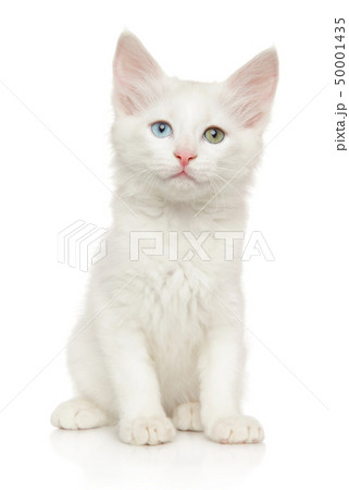 Turkish Angora kitten with different colored eyes 50001435