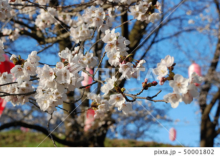 弘法山桜祭り 50001802