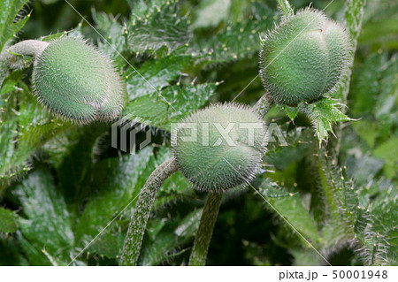 A group of seed cases, unblown red poppies. A group of seed cases, unblown red poppies. 50001948