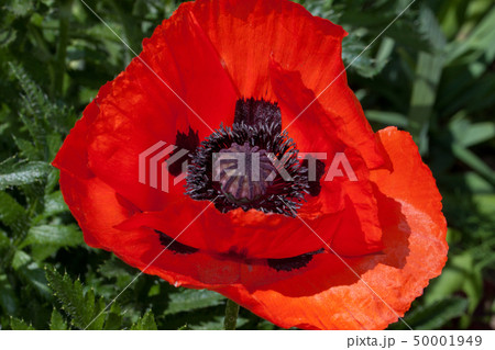 Beautiful red poppy is growing in a spring garden. Beautiful red poppy is growing in a spring garden. 50001949