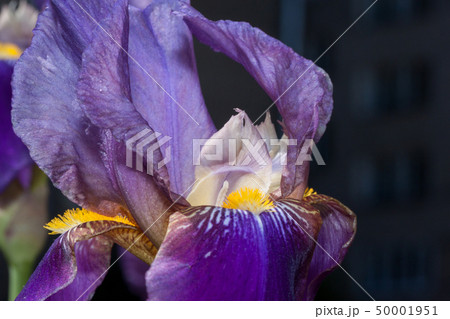 Orchid cattleya purpurata growing in spring garden Orchid cattleya purpurata growing in spring garden 50001951