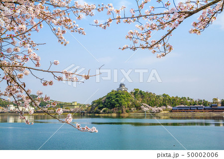 愛知県 犬山城 桜 愛知県 犬山城 桜 50002006