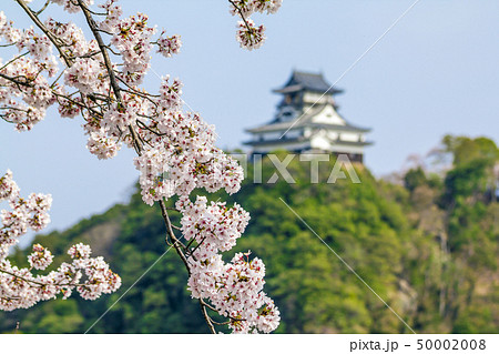 愛知県　犬山城　桜 50002008