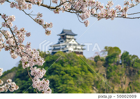 愛知県 犬山城 桜 愛知県 犬山城 桜 50002009