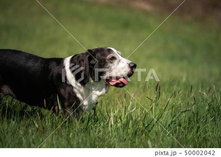 A black and white basset dog outside 50002042