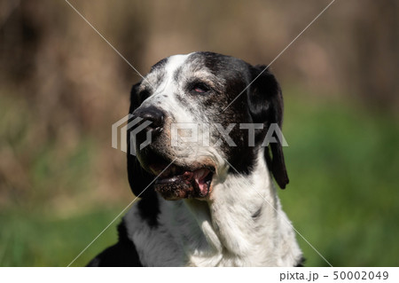 A black and white basset dog outside 50002049