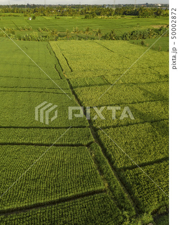 Aerial view of rice fields, Bali, Indonesia 50002872