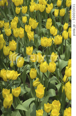 Yellow Tulips Yellow Tulips 50003031