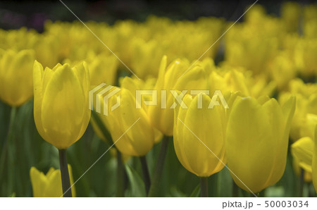 Yellow Tulips Yellow Tulips 50003034