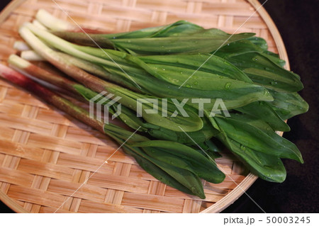 行者ニンニク 行者ニンニク 50003245