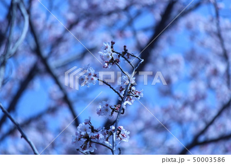 日本の桜 日本の桜 50003586