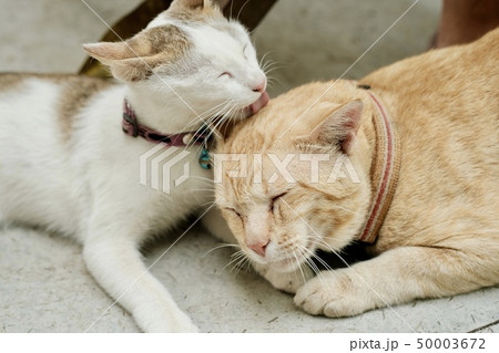 Cat take care of each other by furry licking. Cat take care of each other by furry licking. 50003672