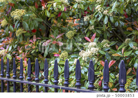 Black iron fence and garden. Typical pavement fence in London Black iron fence and garden. Typical pavement fence in London 50003853