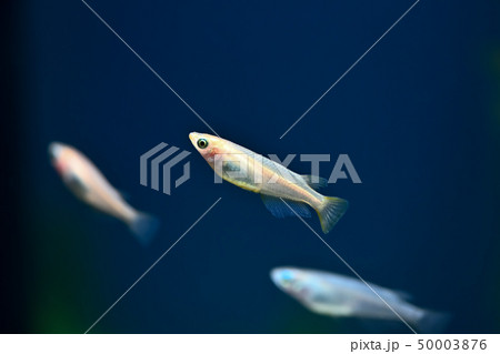 ヒメダカ ヒメダカ 50003876