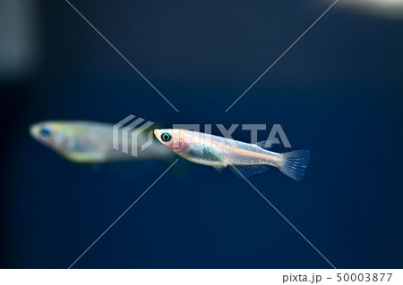 ヒメダカ ヒメダカ 50003877