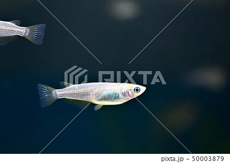 ヒメダカ ヒメダカ 50003879
