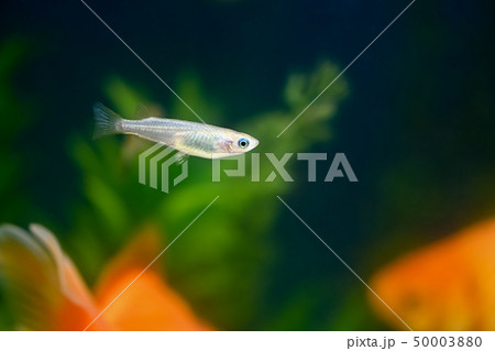 メダカ メダカ 50003880