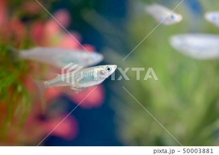 メダカ メダカ 50003881