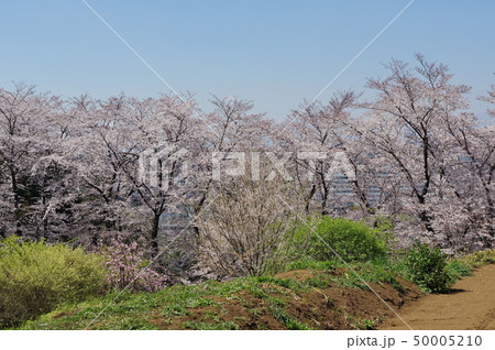 東京町田・曹洞宗龍谷山東雲寺の桜 東京町田・曹洞宗龍谷山東雲寺の桜 50005210