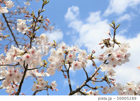 桜 50005289
