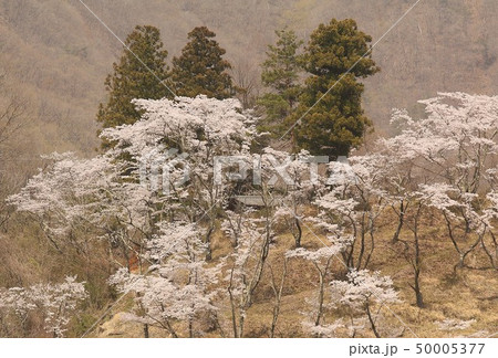 山梨県大月市花咲の山里に春の訪れを告げる満開の桜 山梨県大月市花咲の山里に春の訪れを告げる満開の桜 50005377