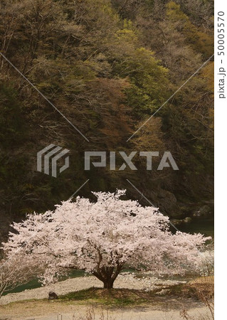 山梨県大月市小向、桂川沿いの山里に春の訪れを告げる満開の桜 50005570