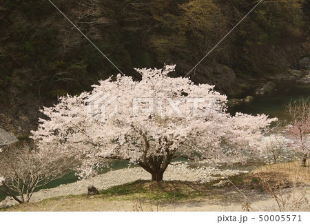 山梨県大月市小向の山里に春の訪れを告げる満開の桜 山梨県大月市小向の山里に春の訪れを告げる満開の桜 50005571