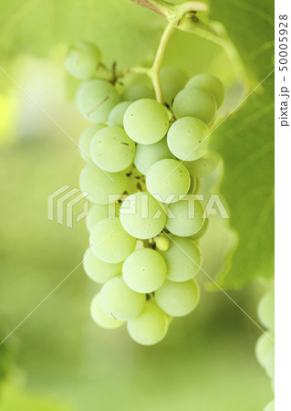 bunch of green grapes growing bunch of green grapes growing 50005928