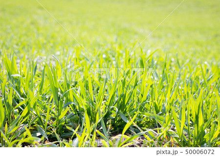 field of young green grass, closeup. 50006072
