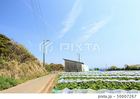 畑（春） 50007267