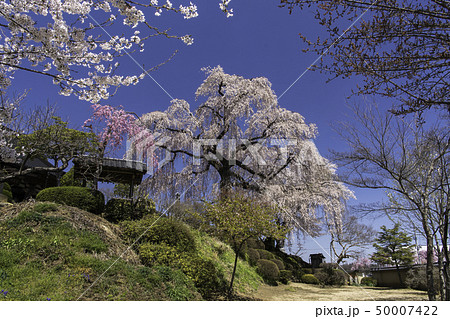 福島県西白河郡の昌建寺しだれ桜 福島県西白河郡の昌建寺しだれ桜 50007422
