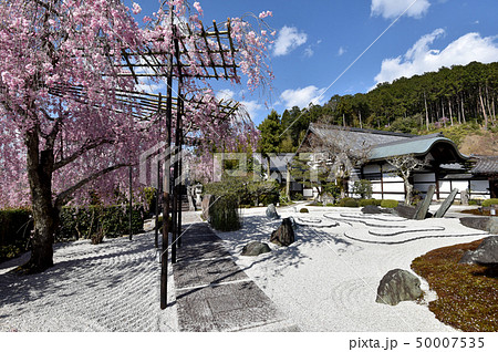 春の円光寺 50007535