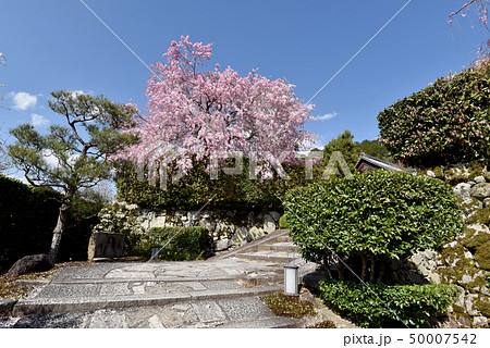 春の円光寺 50007542