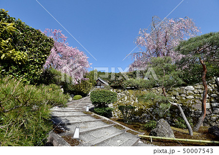 春の円光寺 春の円光寺 50007543