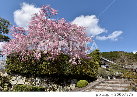 春の円光寺 50007578