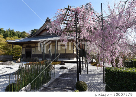 春の円光寺 春の円光寺 50007579