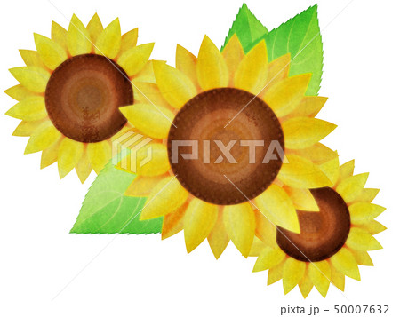 ひまわりのイラスト素材 [50007632] - PIXTA