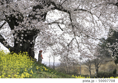 福島県二本松市人待ち地蔵桜 50007708