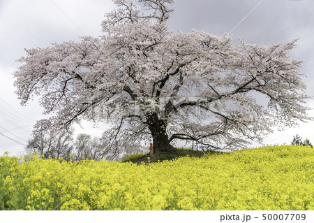 福島県二本松市人待ち地蔵桜 福島県二本松市人待ち地蔵桜 50007709