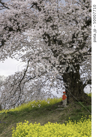 福島県二本松市人待ち地蔵桜 福島県二本松市人待ち地蔵桜 50007710