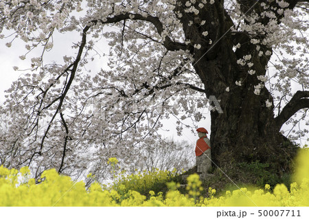 福島県二本松市人待ち地蔵桜 50007711
