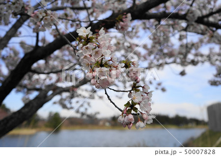 桜　さくら　秋田　天王グリーンランド 50007828