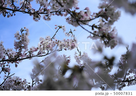 桜　さくら　秋田　天王グリーンランド 50007831